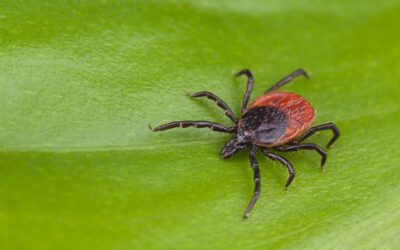 What is Lyme disease, and why do we need to be tick aware?