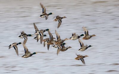 An update on avian flu