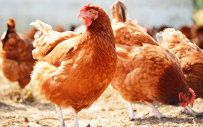 UKHSA’s asymptomatic avian influenza surveillance programme