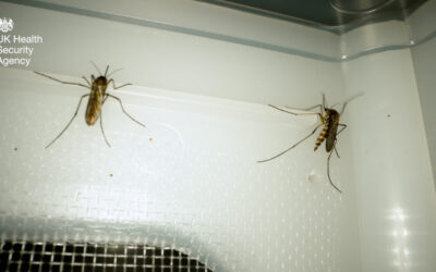 Health Effects of Climate Change: the health threat from vector-borne diseases