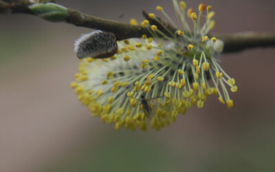 Can you get hay fever in February or is the pollen count too low?