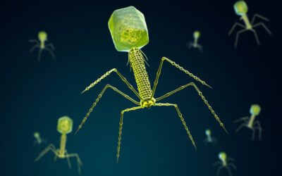 How bacteria-munching viruses could offer an alternative to antibiotics