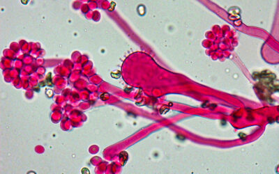 Inside Britain’s Deadly Fungus Collection