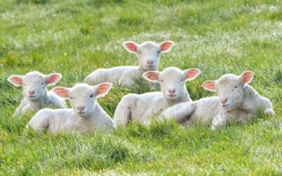 How to stay safe from infections carried by animals when visiting a farm