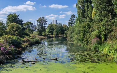 How to stay healthy while wild swimming