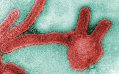 Marburg virus disease: what you need to know